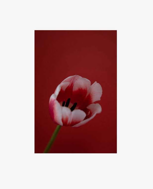 floral print in red tones.