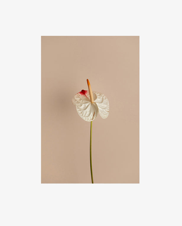 floral print in cream tones.