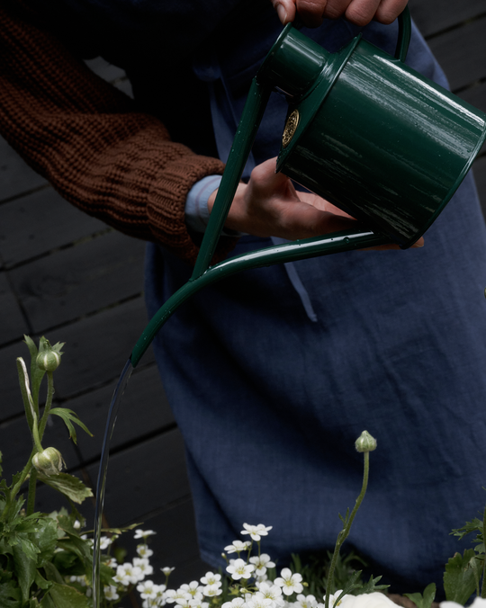 A person in a blue apron and brown sweater waters white flowers with The Fazeley Flow Watering Can, a green metal can with a long narrow spout designed for precision watering of houseplants.