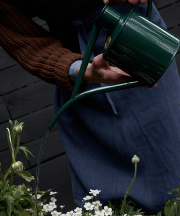 A person in a blue apron and brown sweater waters white flowers with The Fazeley Flow Watering Can, a green metal can with a long narrow spout designed for precision watering of houseplants.