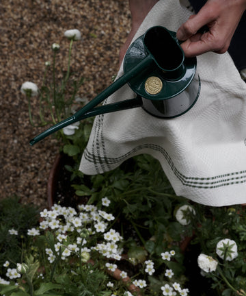 A person holds a green metal watering can and the Tilde Napkin, Set of 6—a white towel featuring the elegant Daldräll pattern inspired by traditional Swedish napkins and crafted from a soft cotton and linen blend—as they prepare to water white flowers in an outdoor garden.