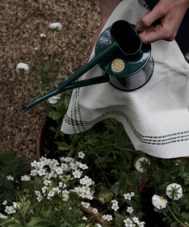 A person holds a green metal watering can and the Tilde Napkin, Set of 6—a white towel featuring the elegant Daldräll pattern inspired by traditional Swedish napkins and crafted from a soft cotton and linen blend—as they prepare to water white flowers in an outdoor garden.