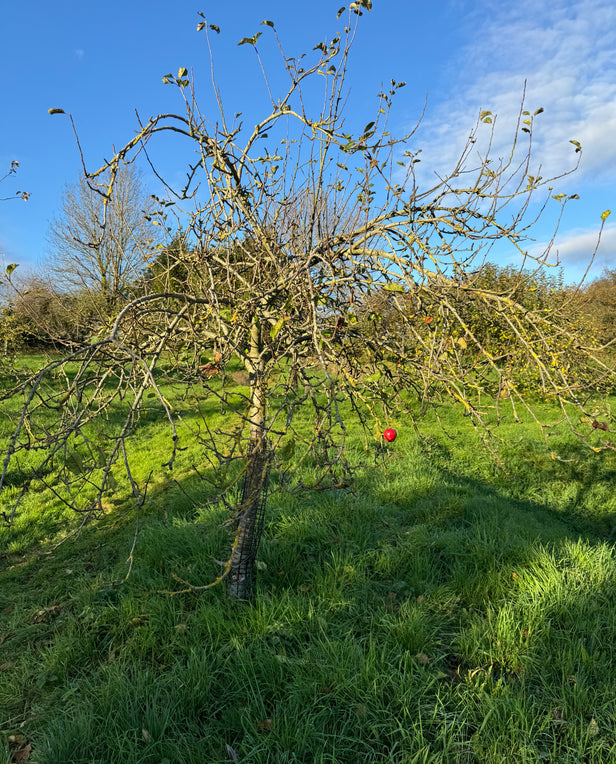 apple tree outside