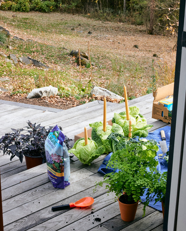 porch with plants and sole on it