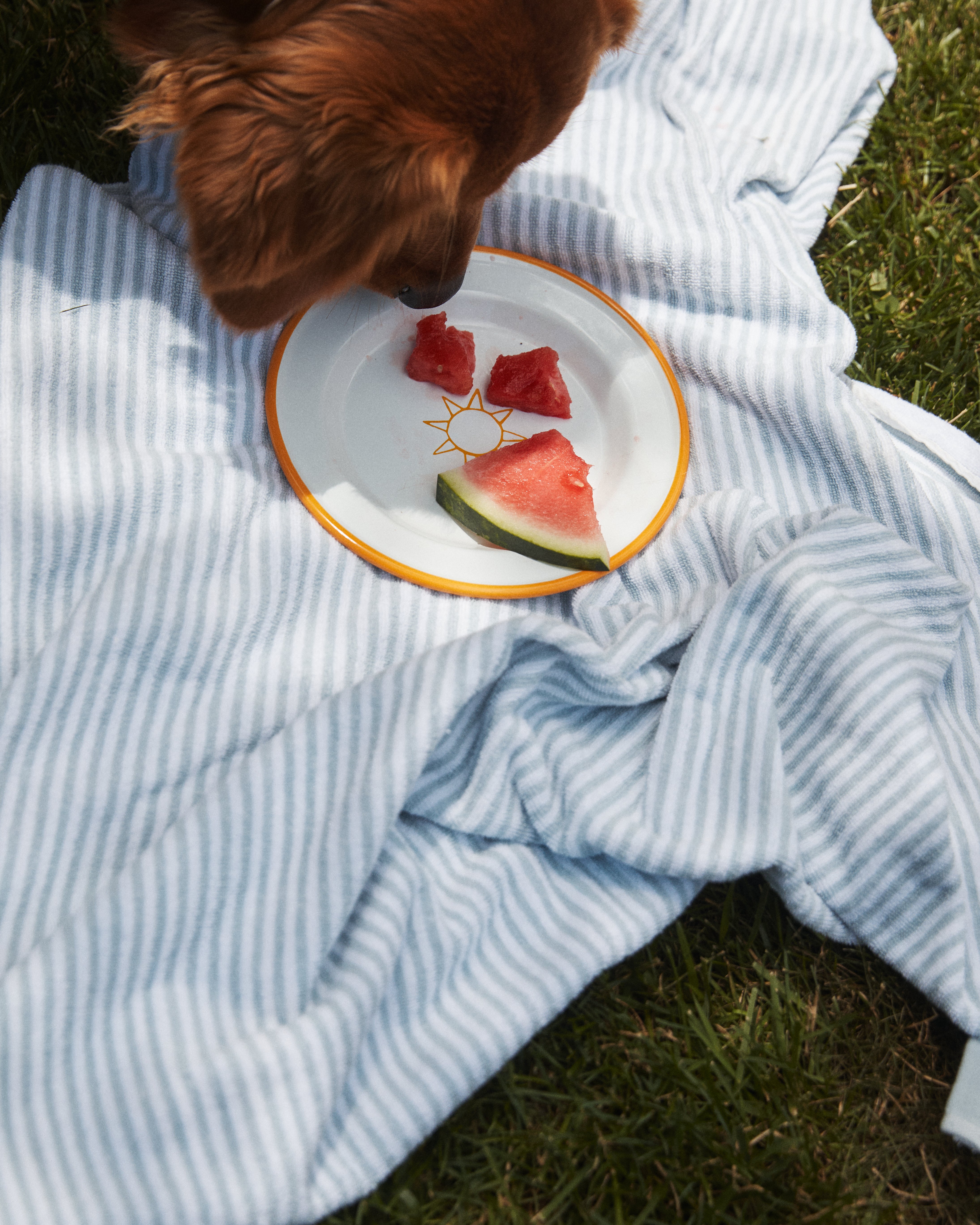 A dog sniffs the Il Sole Enamel Plate, Set of 2, with watermelon pieces on a blue and white striped blanket laid on grass.