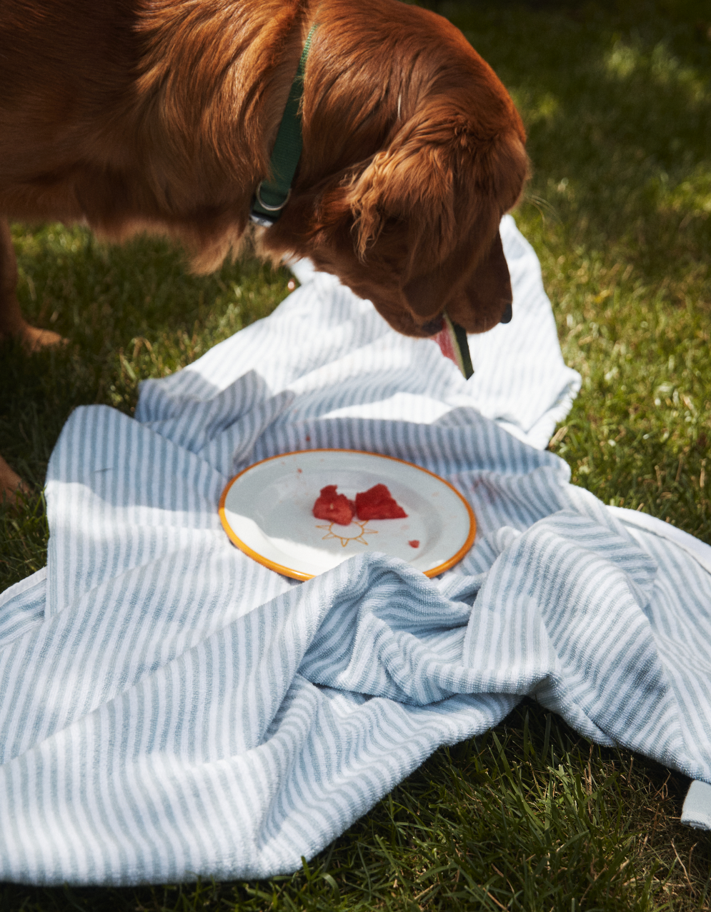 A dog stands on grass next to a striped blanket with an Il Sole Enamel Plate, Set of 2, holding a few pieces of watermelon.