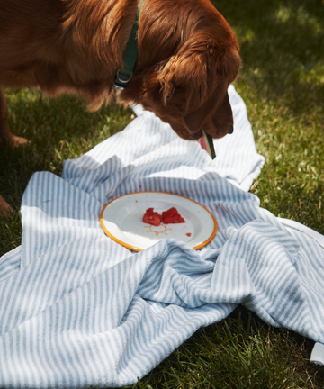 A dog stands on grass next to a striped blanket with an Il Sole Enamel Plate, Set of 2, holding a few pieces of watermelon.